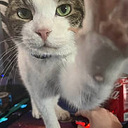 Burrito joined the competition — help win amazing prizes! cat, close_range, close_up, coca_cola_can, collar, colorful_surface, computer_mouse, curious, feline, green_eyes, human_hand, indoor, indoor_lighting, mouse, paw, pet, tabby_cat, table, whiskers, white_fur