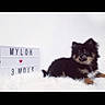 Myloh a rejoint le concours — aidez-le/la à gagner de superbes lots ! canidae, carnivore, cat, companion_dog, dog, dog_breed, fur, photo_caption, pomeranian, puppy, spitz, text, toy_dog, yorkshire_terrier