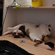 Nelson participe au concours pour gagner de l'argent avec cette photo : cat, animal, pet, feline, relaxed, lying_down, wooden_surface, indoor, lamp, yellow_container, biohazard_label, curious, stretching, paw, fur, black_and_white, brown, whiskers, ears, tail