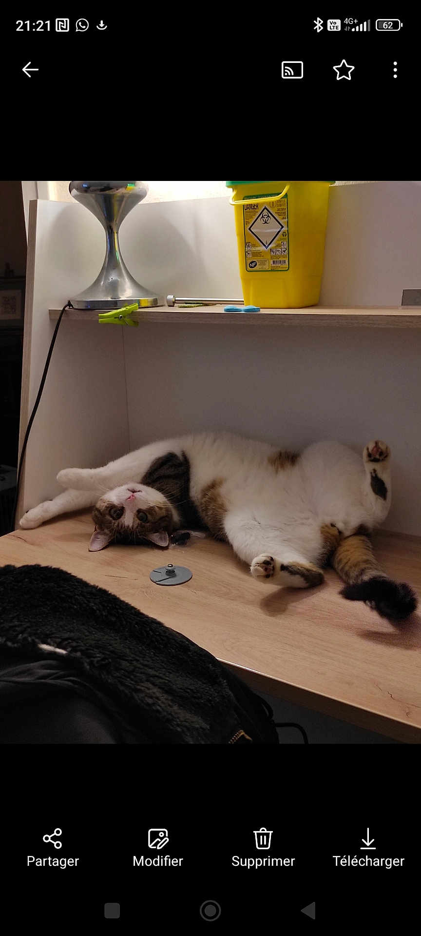 Nelson participe au concours pour gagner de l'argent avec cette photo : cat, animal, pet, feline, relaxed, lying_down, wooden_surface, indoor, lamp, yellow_container, biohazard_label, curious, stretching, paw, fur, black_and_white, brown, whiskers, ears, tail
