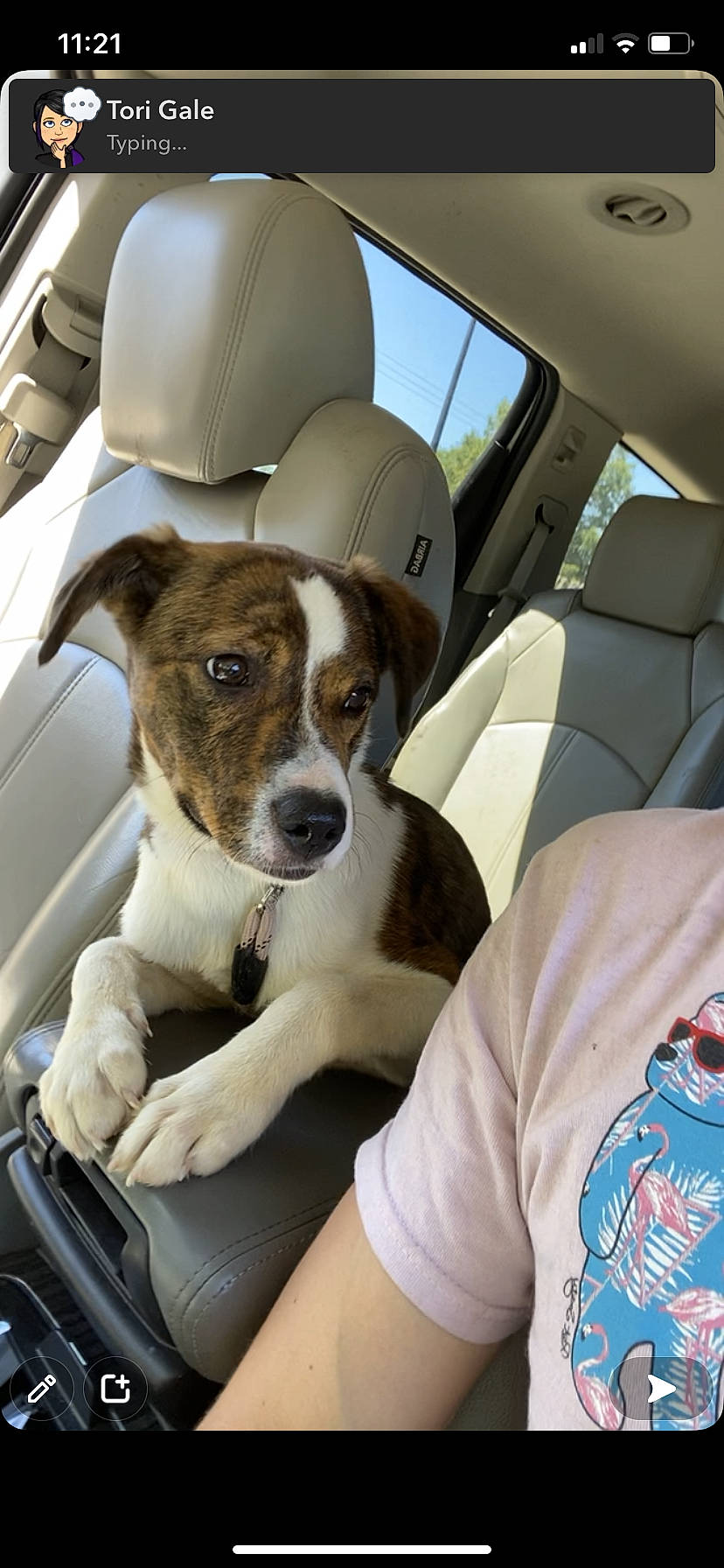 Brie joined the competition — help win amazing prizes! auto_part, automotive_design, automotive_exterior, automotive_lighting, automotive_mirror, car, car_seat, car_seat_cover, carnivore, comfort, companion_dog, dog, dog_breed, head_restraint, motor_vehicle, seat_belt, snout, vehicle, vehicle_door, window