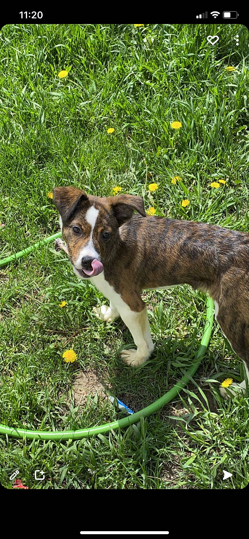 Brie joined the competition — help win amazing prizes! canidae, carnivore, companion_dog, dog, dog_breed, flower, grass, grassland, groundcover, herding_dog, hunting_dog, pasture, plant, sporting_group, tail, terrestrial_animal, working_animal, working_dog