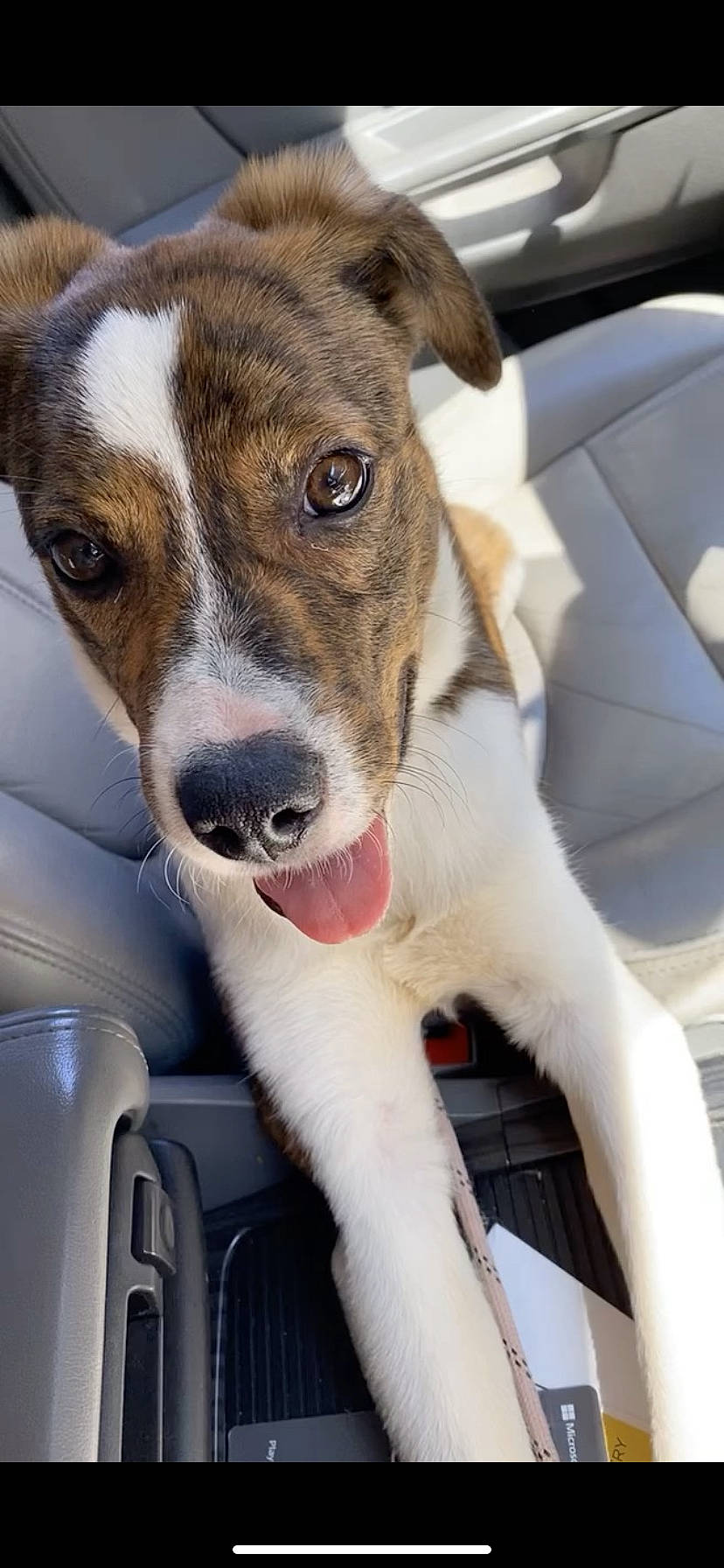 Brie is registered to the contest to win money with this photo: canidae, car, carnivore, collar, companion_dog, dog, dog_breed, dog_collar, fawn, fur, irishjacks, sporting_group, street_dog, terrestrial_animal, terrier, vehicle, whiskers, window, windshield, working_animal