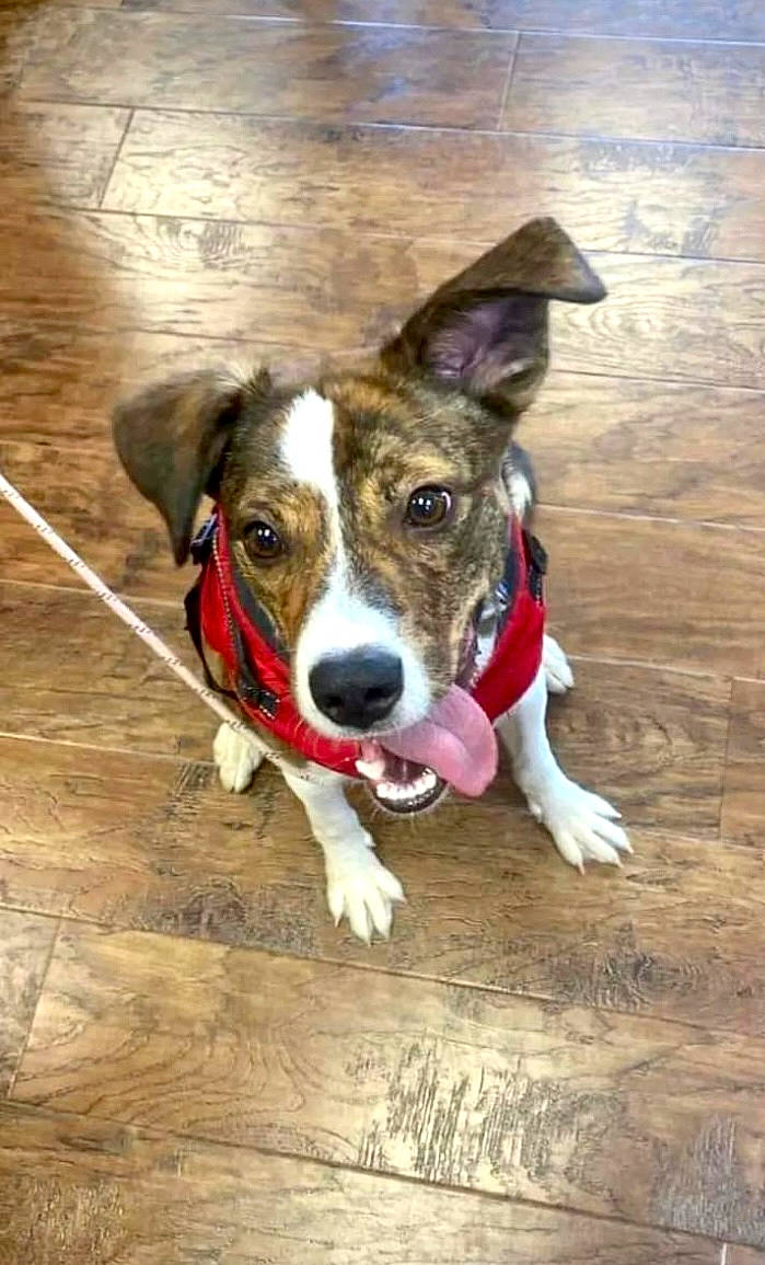 Brie is registered to the contest to win money with this photo: canidae, carnivore, collar, companion_dog, dog, dog_breed, dog_collar, fawn, flooring, hardwood, paw, plank, plant, snout, sporting_group, terrier, whiskers, wood, wood_stain, working_animal