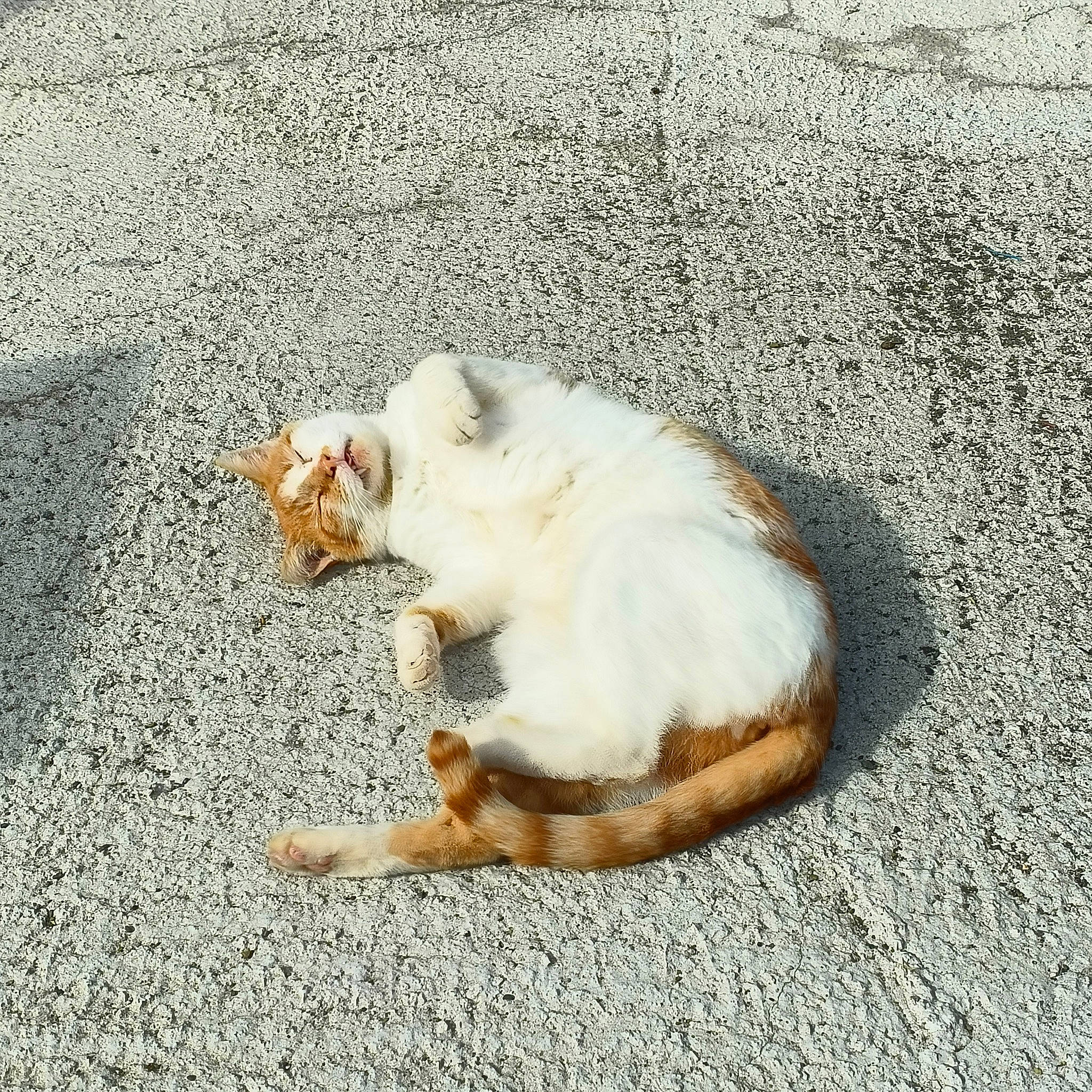 Mimine participe au concours pour gagner de l'argent avec cette photo : asphalt, canidae, carnivore, cat, domestic_short_haired_cat, fawn, felidae, fur, grass, paw, road_surface, sand, shadow, small_to_medium_sized_cats, snout, soil, tail, whiskers, wildlife, wood