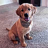 adorable, animal, bandana, canine, carpet, companion, cute, dog, domestic_animal, friendly, fur, golden_retriever, indoor, leopard_print, pet, playful, puppy, sitting, smiling, young