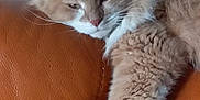 Moustache a rejoint le concours — aidez-le/la à gagner de superbes lots ! cat, fluffy, beige, white, paw, couch, leather, orange, lounging, relaxed, indoor, pet, feline, stretching, fur, home, cozy, resting, animal, comfort