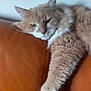 cat, fluffy, beige, white, paw, couch, leather, orange, lounging, relaxed, indoor, pet, feline, stretching, fur, home, cozy, resting, animal, comfort