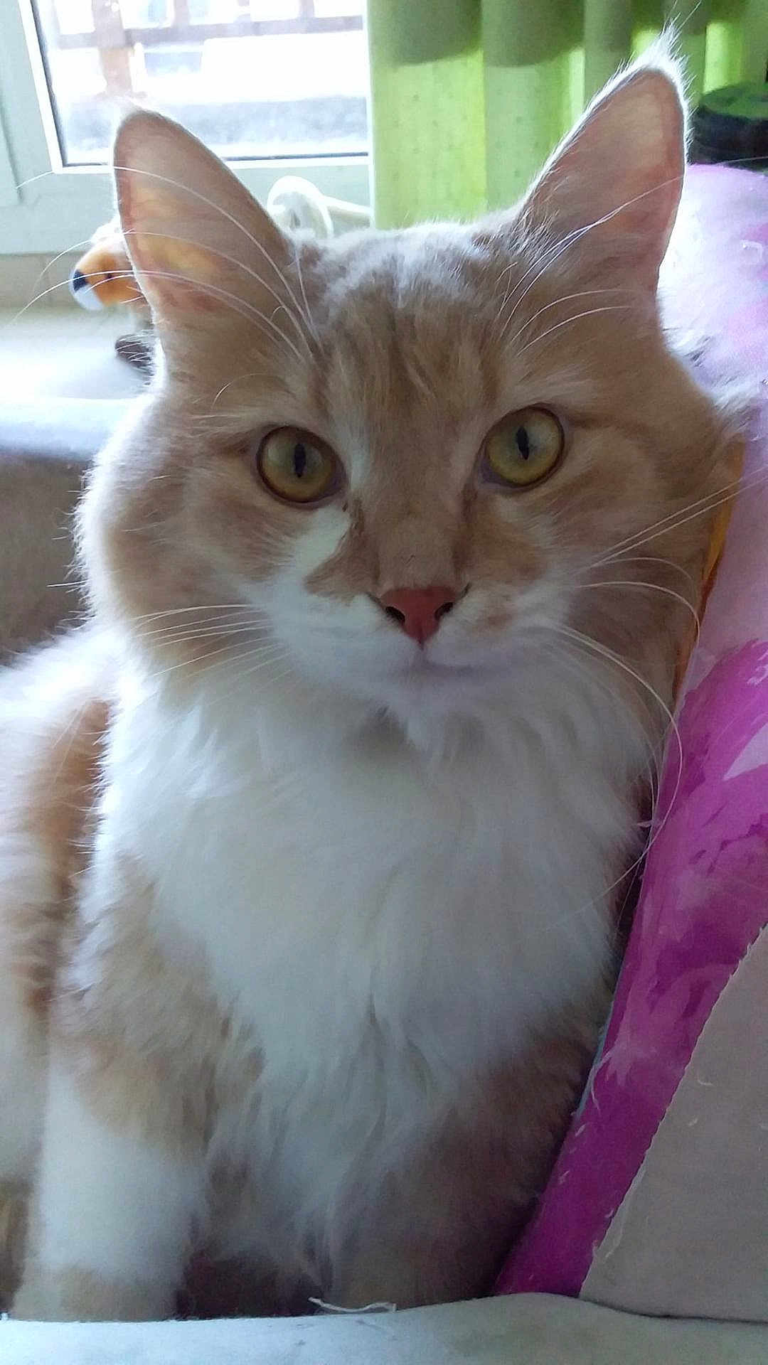 Moustache participe au concours pour gagner de l'argent avec cette photo : cat, orange_cat, white_cat, fluffy, pet, indoor, close_up, window, curtain, couch, furniture, whiskers, ears, nose, eyes, fur, relaxed, domestic_animal, animal, cute