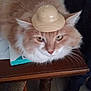 Moustache participe au concours pour gagner de l'argent avec cette photo : cat, orange_cat, fluffy, hat, table, wood, paper, indoor, pet, animal, resting, feline, cute, domestic_cat, whiskers, ears, face, eyes, close_up, fur