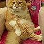 Moustache a rejoint le concours — aidez-le/la à gagner de superbes lots ! cat, orange_cat, fluffy, sitting, chair, pink_chair, cartoon_character, indoor, pet, animal, feline, fur, cute, looking_at_camera, whiskers, tail, paws, home, cozy, relaxed