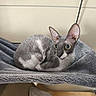 cat, feline, pet, indoor, grey, curled_up, blanket, soft_texture, wide_eyes, large_ears, resting, cozy, comfortable, hammock, fur, animal, cute, domestic, relaxed, home
