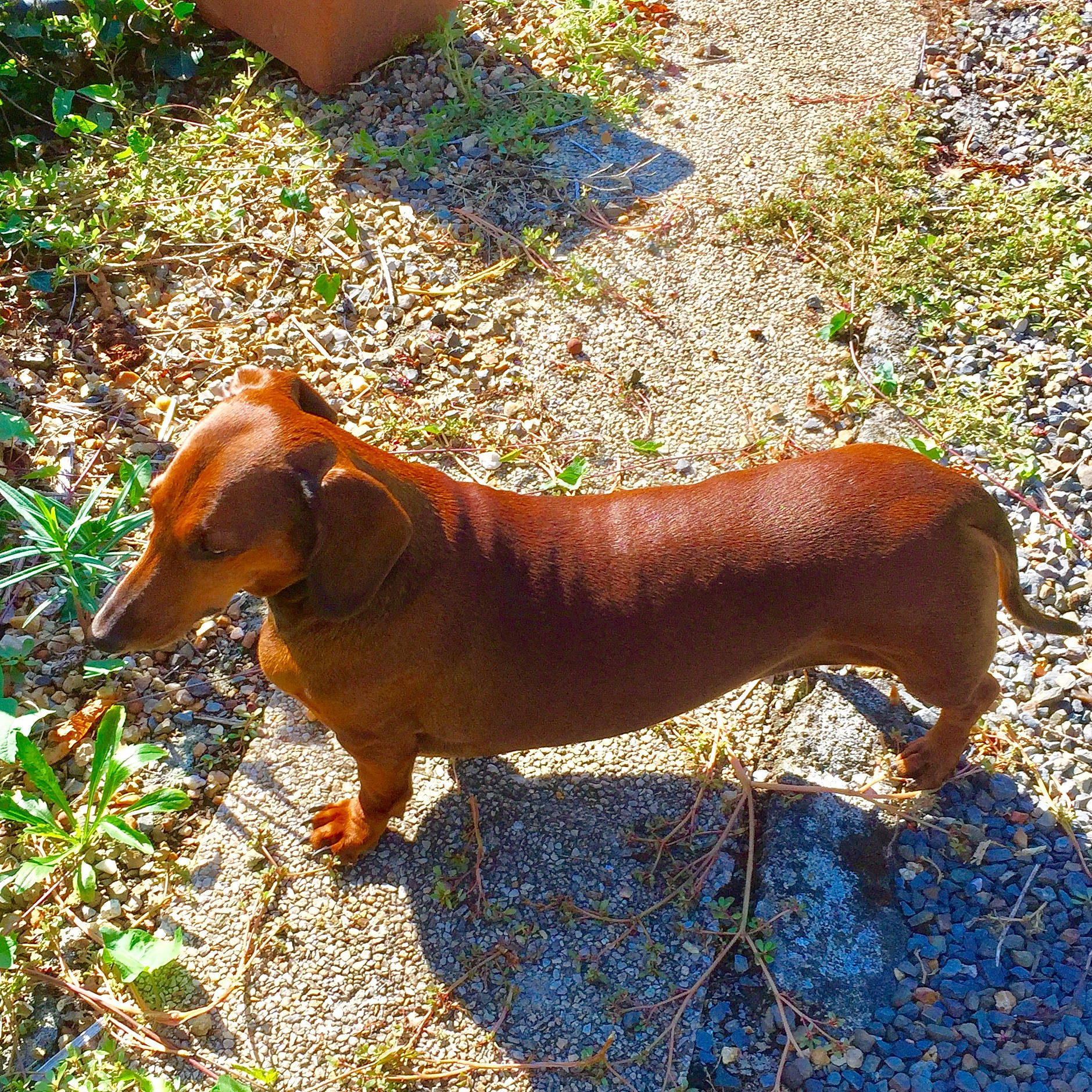 Myrtille a rejoint le concours — aidez-le/la à gagner de superbes lots ! canidae, carnivore, collar, companion_dog, dog, dog_breed, fawn, grass, groundcover, hound, hunting_dog, liver, plant, scent_hound, snout, sporting_group, tail, terrestrial_animal, working_animal, working_dog