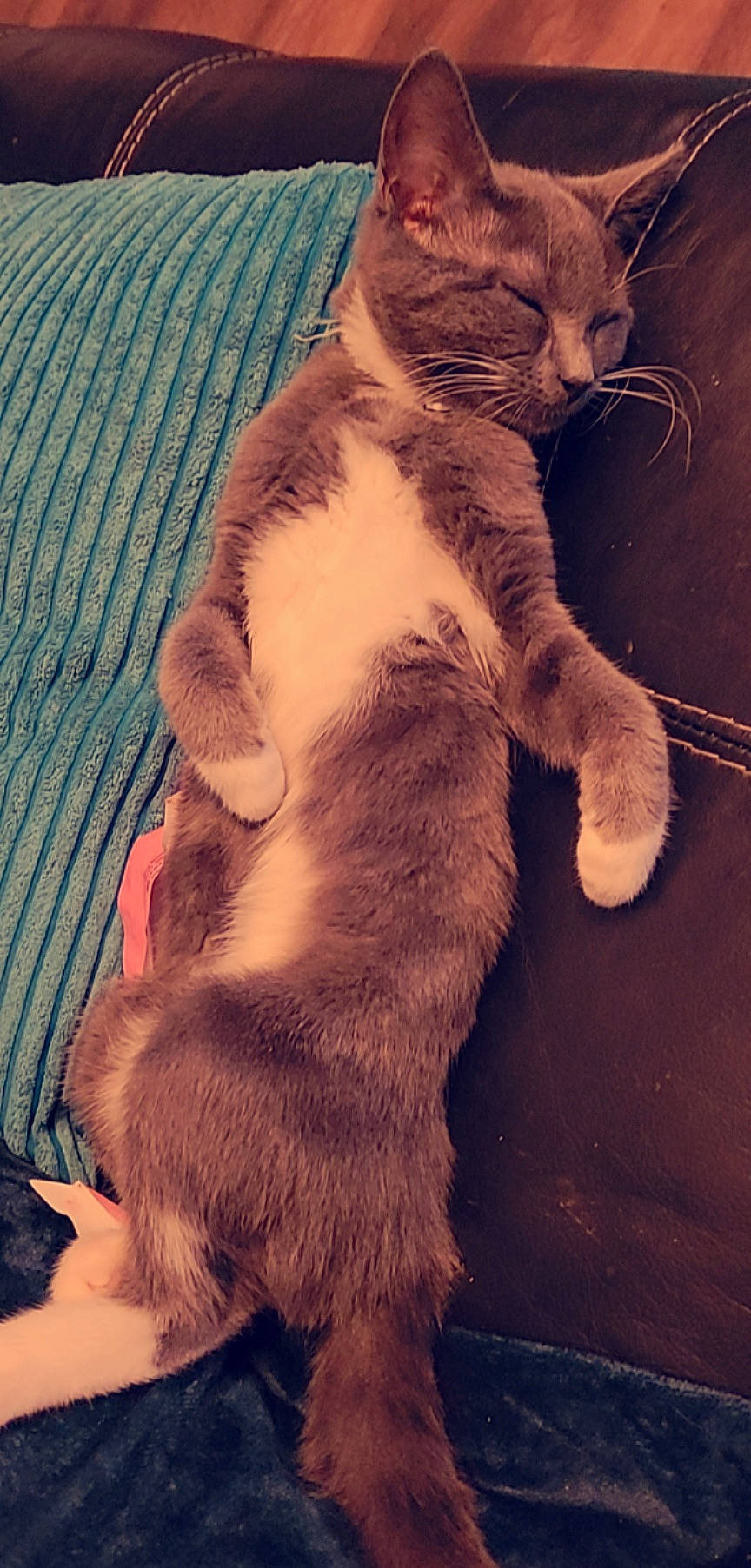 Socks is registered to the contest to win money with this photo: carnivore, cat, claw, comfort, domestic_short_haired_cat, fawn, felidae, foot, fur, gesture, human_leg, love, moustache, paw, photo_caption, small_to_medium_sized_cats, snout, tail, whiskers