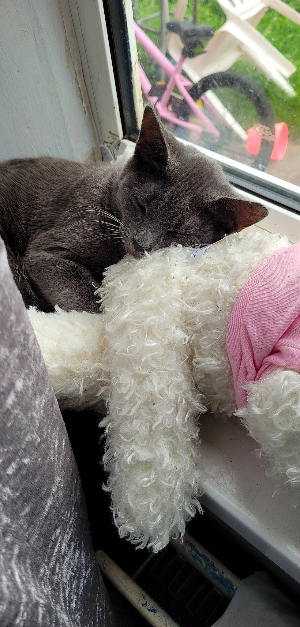 Socks is registered to the contest to win money with this photo: black_cat, carnivore, cat, cat_supply, claw, comfort, domestic_short_haired_cat, felidae, fur, grey, magenta, mammal, nap, paw, russian_blue, small_to_medium_sized_cats, snout, tail, thread, whiskers