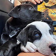 Spot joined the competition — help win amazing prizes! animal, black_and_white_dog, black_dog, blue_eyes, car_interior, close_up, companion, cute, dog, fur, indoors, lap, person, pet, portrait, puppies, resting, snuggling, tattoo, tattooed_arm