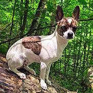 Lady Edwards joined the competition — help win amazing prizes! dog, animal, forest, nature, outdoor, tree, log, sunlight, greenery, pet, canine, ears, brown_spot, white_fur, mammal, wildlife, leaf, wood, daylight, sitting