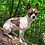 dog, animal, forest, nature, outdoor, tree, log, sunlight, greenery, pet, canine, ears, brown_spot, white_fur, mammal, wildlife, leaf, wood, daylight, sitting
