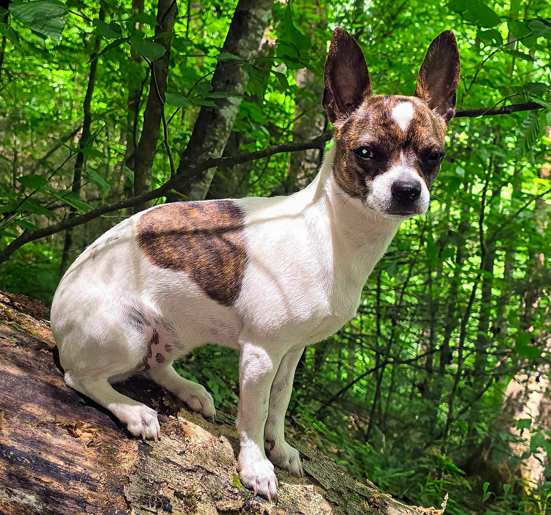 Lady Edwards joined the competition — help win amazing prizes! dog, animal, forest, nature, outdoor, tree, log, sunlight, greenery, pet, canine, ears, brown_spot, white_fur, mammal, wildlife, leaf, wood, daylight, sitting