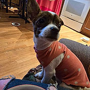 Lady Edwards is registered to the contest to win money with this photo: bowl, casual, chair, chili, clothing, couch, curious, dog, floor, food, home, indoor, kitchen, pet, pink_sweater, polka_dot, small_dog, stove, table, wood_floor