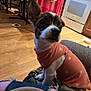 bowl, casual, chair, chili, clothing, couch, curious, dog, floor, food, home, indoor, kitchen, pet, pink_sweater, polka_dot, small_dog, stove, table, wood_floor