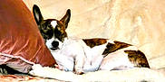 Lady Edwards is registered to the contest to win money with this photo: animal, blanket, brown_and_white, comfort, couch, cozy, decor, dog, domestic, floral_pattern, fur, furniture, home, indoor, pet, pillow, relaxing, resting, sleeping, small_dog
