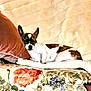 animal, blanket, brown_and_white, comfort, couch, cozy, decor, dog, domestic, floral_pattern, fur, furniture, home, indoor, pet, pillow, relaxing, resting, sleeping, small_dog