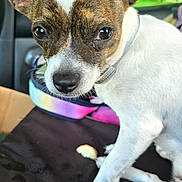 Lady Edwards is registered to the contest to win money with this photo: animal, blurred_background, brown_and_white, canine, car_interior, close_up, collar, companion, dog, ears, eyes, fur, indoor, nature, nose, paw, pet, sitting, small_dog, window