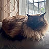 Mocha joined the competition — help win amazing prizes! cat, fluffy, long_hair, color_point, blue_eyes, whiskers, ears, animal, pet, feline, sitting, indoors, window, curtains, backlit, table, portrait, fur, cute, home