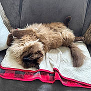 Mocha joined the competition — help win amazing prizes! cat, fluffy_cat, long_hair, chocolate_point, blue_eyes, upside_down, lying_down, relaxed, sleepy, playful, pet, animal, whiskers, paws, tail, blanket, couch, indoor, portrait, cozy
