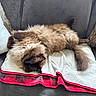 cat, fluffy_cat, long_hair, chocolate_point, blue_eyes, upside_down, lying_down, relaxed, sleepy, playful, pet, animal, whiskers, paws, tail, blanket, couch, indoor, portrait, cozy