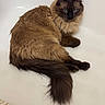 Mocha joined the competition — help win amazing prizes! cat, fluffy, long_hair, colorpoint, blue_eyes, brown_fur, dark_face, dark_ears, dark_paws, long_tail, lying_down, lounging, indoor, white_surface, bathroom, bath_mat, pet, animal, portrait, closeup
