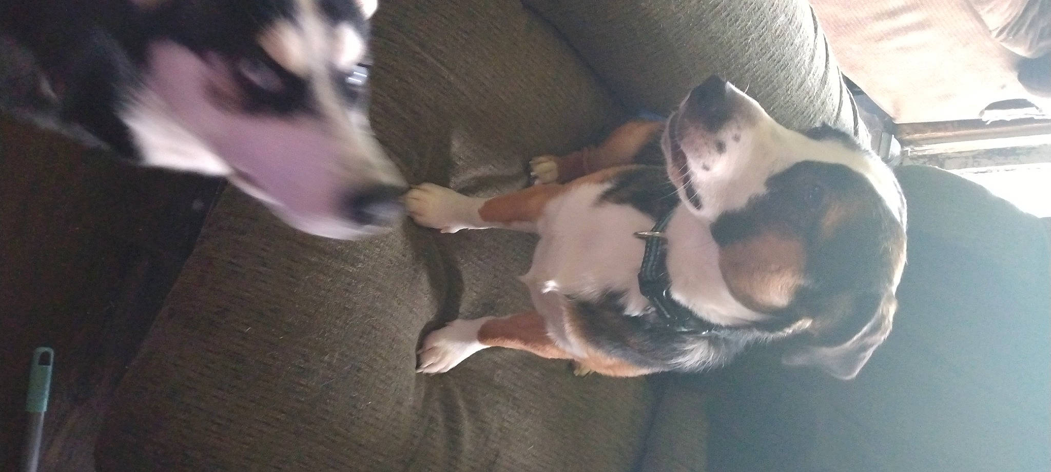 Scrappy is registered to the contest to win money with this photo: canidae, carnivore, cloud, comfort, companion_dog, dog, dog_breed, felidae, fur, guard_dog, non_sporting_group, paw, snout, sporting_group, tail, whiskers, working_dog