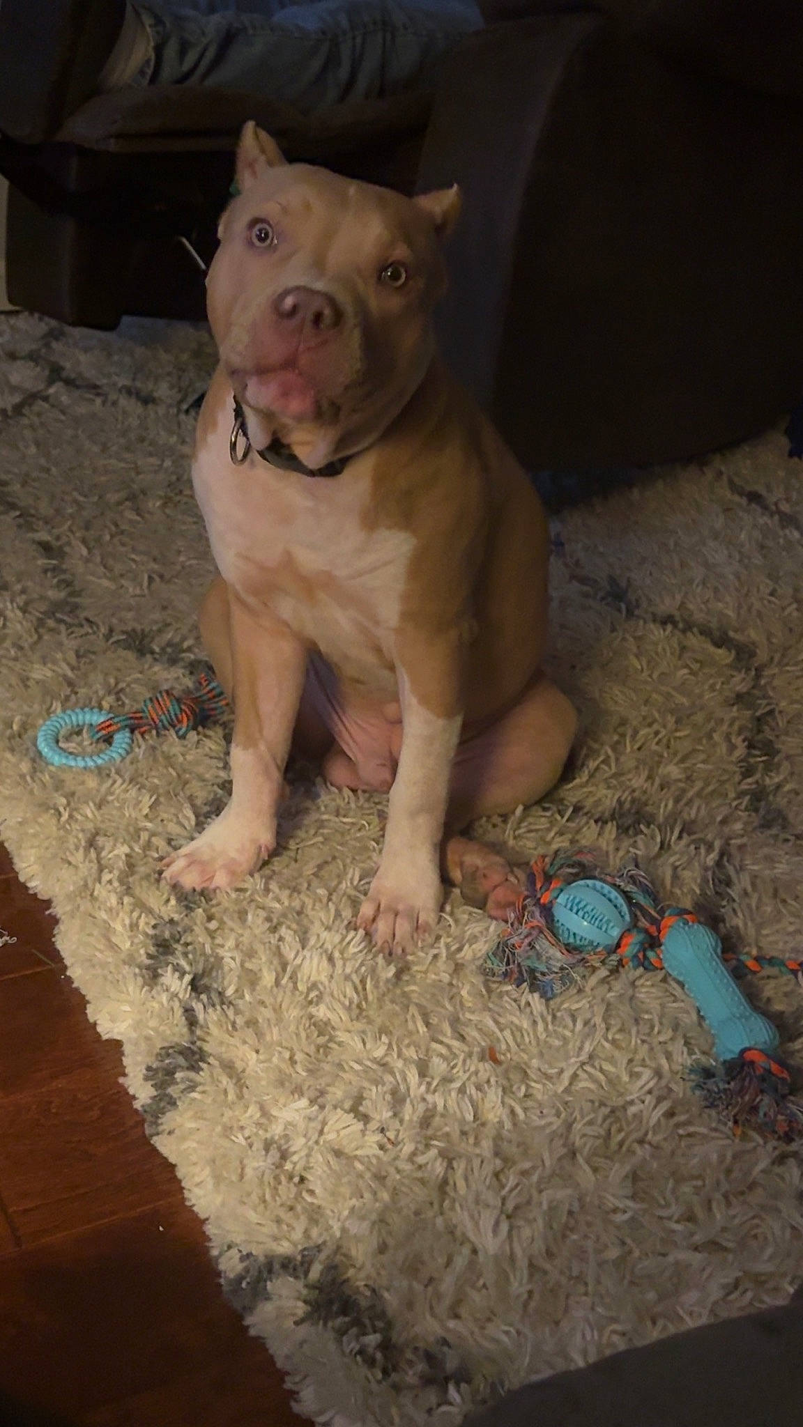 Jake joined the competition — help win amazing prizes! carnivore, companion_dog, dog, dog_breed, fawn, flooring, foot, grass, non_sporting_group, snout, soil, terrestrial_animal