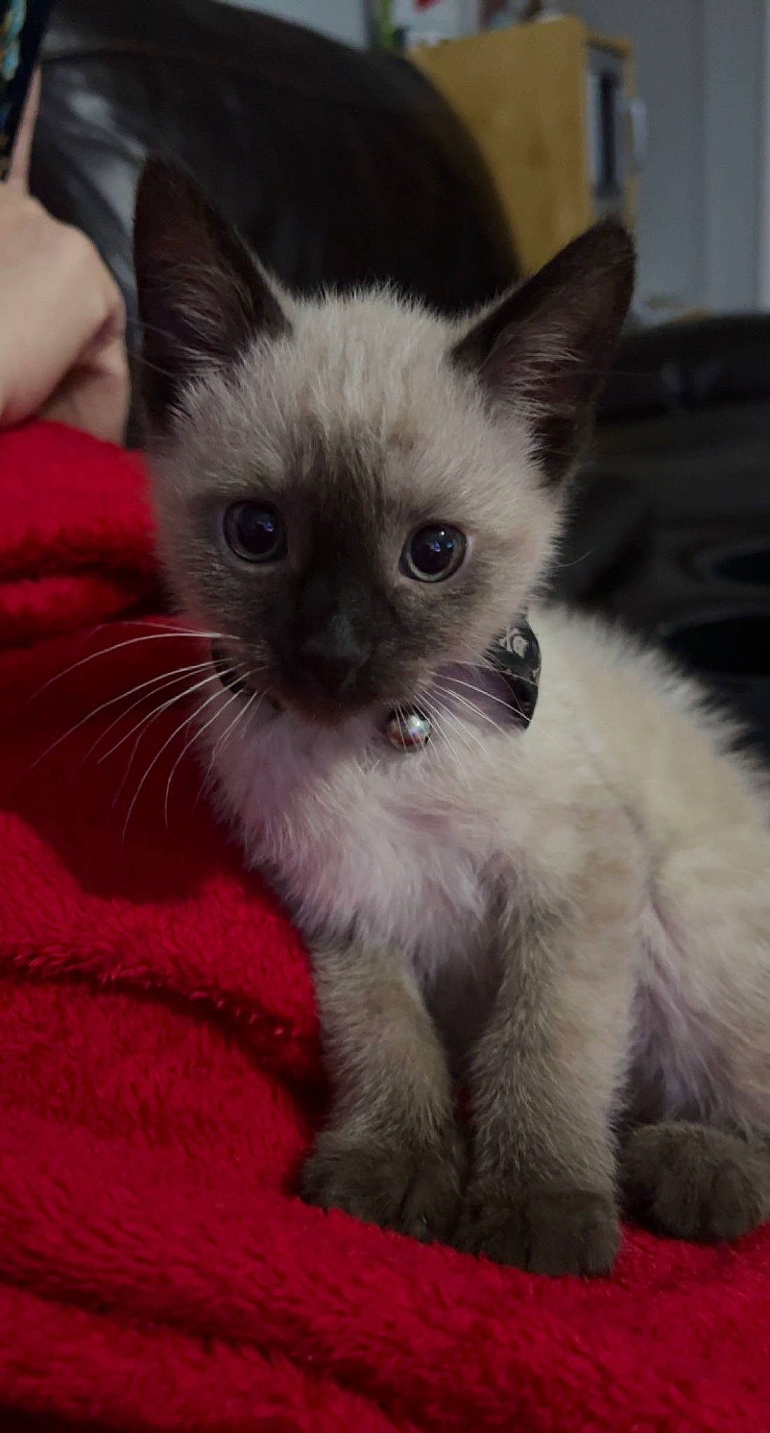 Haru is registered to the contest to win money with this photo: balinese, birman, carnivore, cat, claw, curious, fawn, felidae, fur, paw, siamese, small_to_medium_sized_cats, snout, tail, terrestrial_animal, tonkinese, whiskers