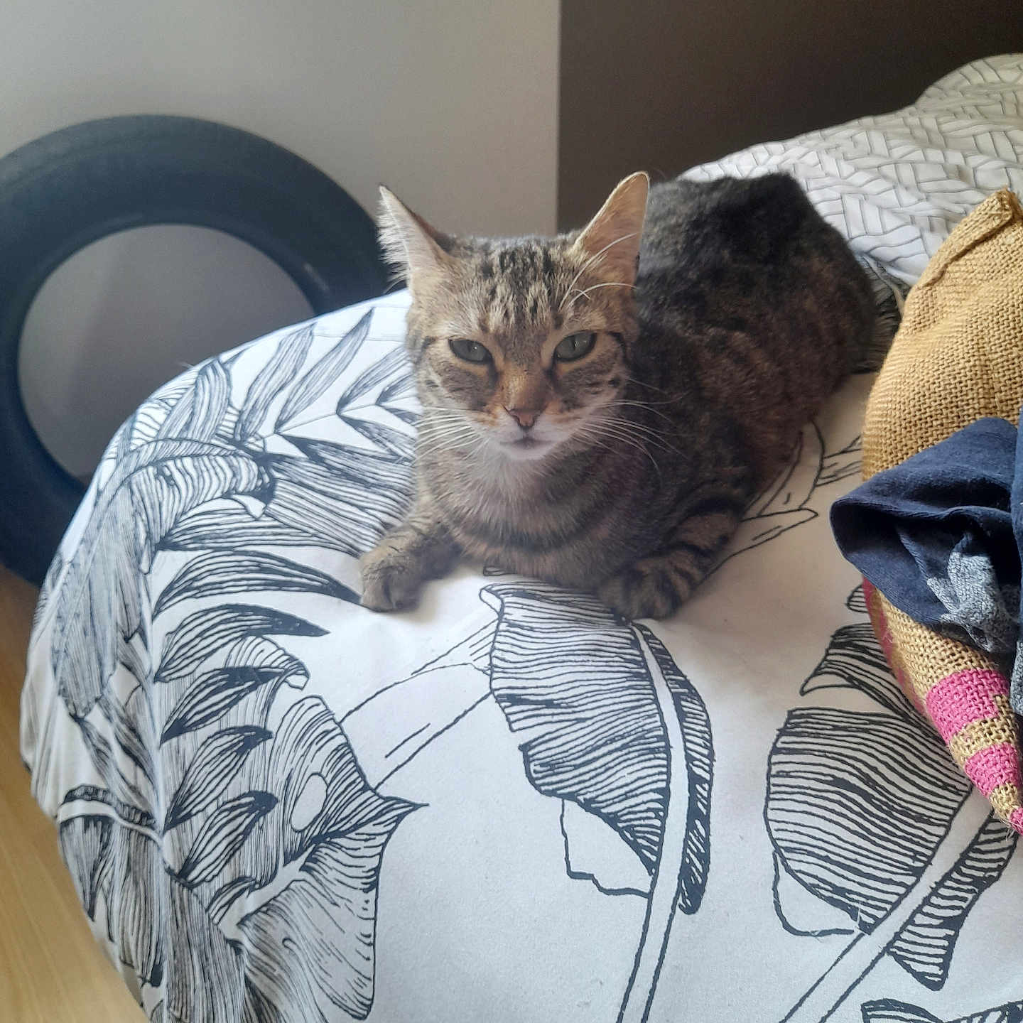 Princesse participe au concours pour gagner de l'argent avec cette photo : abyssinian, animal, bed, bedroom, blanket, cat, couch, cushion, egyptiancat, furniture, homedecor, indoors, interiordesign, kitten, linen, manx, pet, pillow, quilt, room