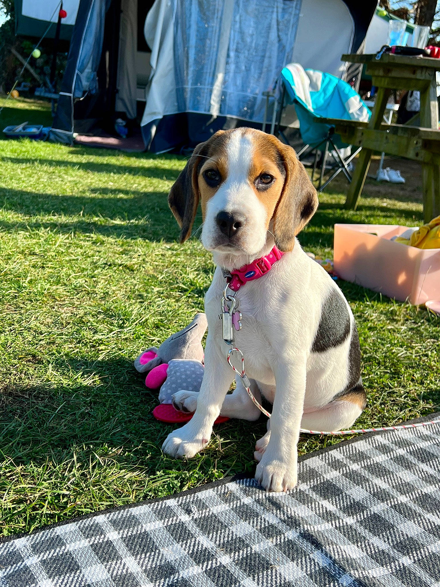 Harley joined the competition — help win amazing prizes! beagle_harrier, carnivore, chair, collar, companion_dog, conformation_show, dog, dog_breed, dog_supply, finnish_hound, grass, hound, hunting_dog, leash, leisure, scent_hound, sitting, sporting_group, sunglasses, tent