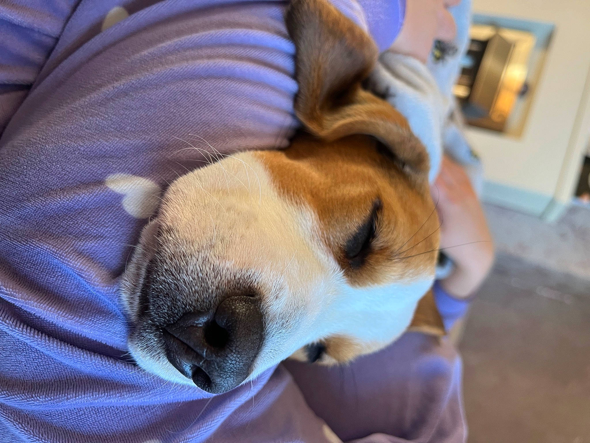 Harley joined the competition — help win amazing prizes! canidae, carnivore, comfort, companion_dog, dog, dog_breed, ear, fawn, fur, nap, non_sporting_group, paw, picture_frame, sleep, snout, sporting_group, whiskers