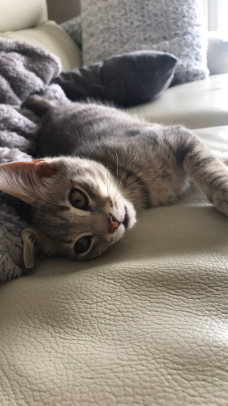 Pantoufle a rejoint le concours — aidez-le/la à gagner de superbes lots ! carnivore, cat, domestic_short_haired_cat, european_shorthair, felidae, kitten, mammal, russian_blue, scottish_fold, small_to_medium_sized_cats, snout, tabby_cat, vertebrate, whiskers