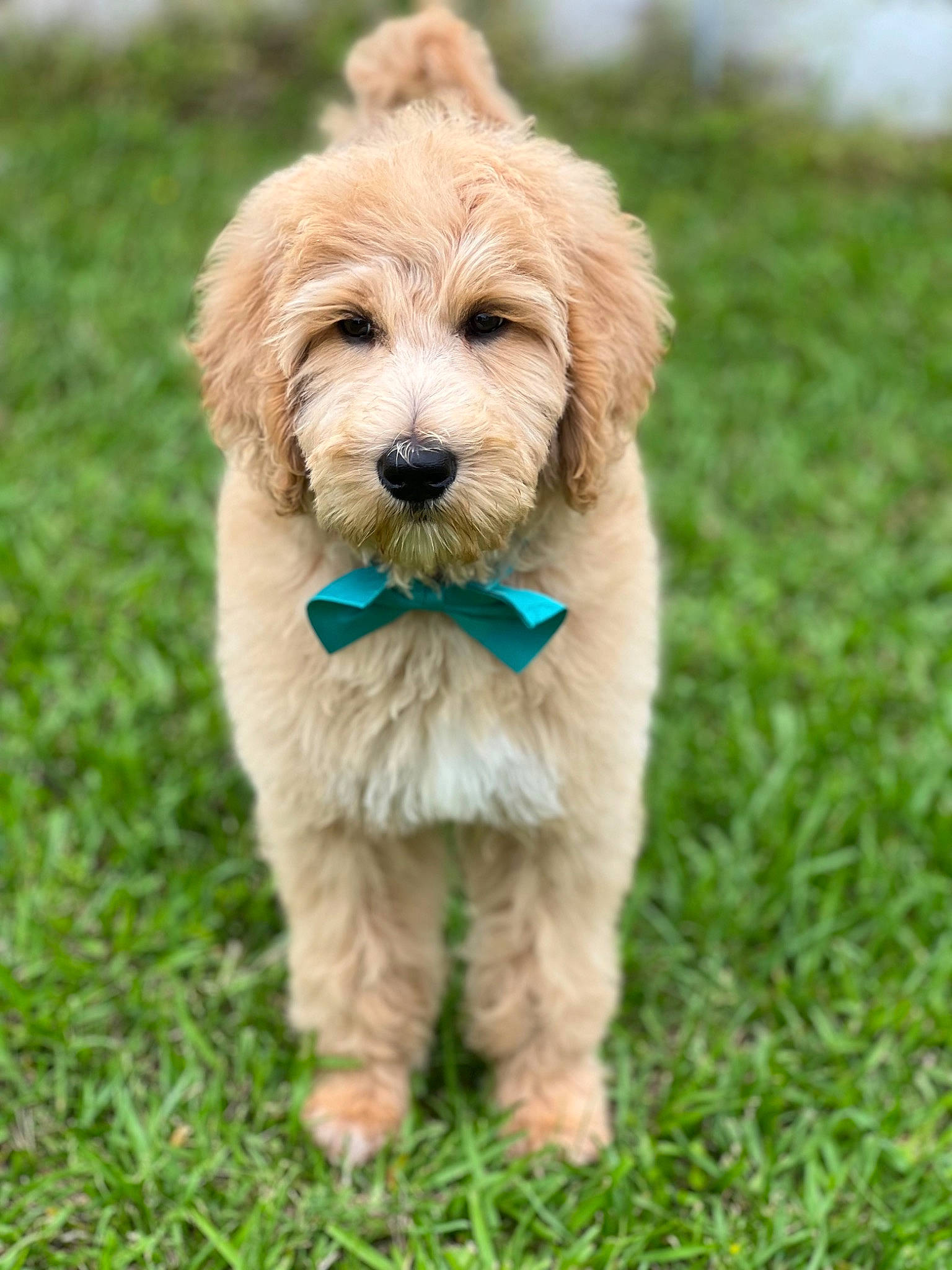 Bruno is registered to the contest to win money with this photo: canidae, carnivore, collar, companion_dog, dog, dog_breed, dog_collar, event, fur, grass, liver, snout, sporting_group, terrestrial_animal, toy_dog, working_animal