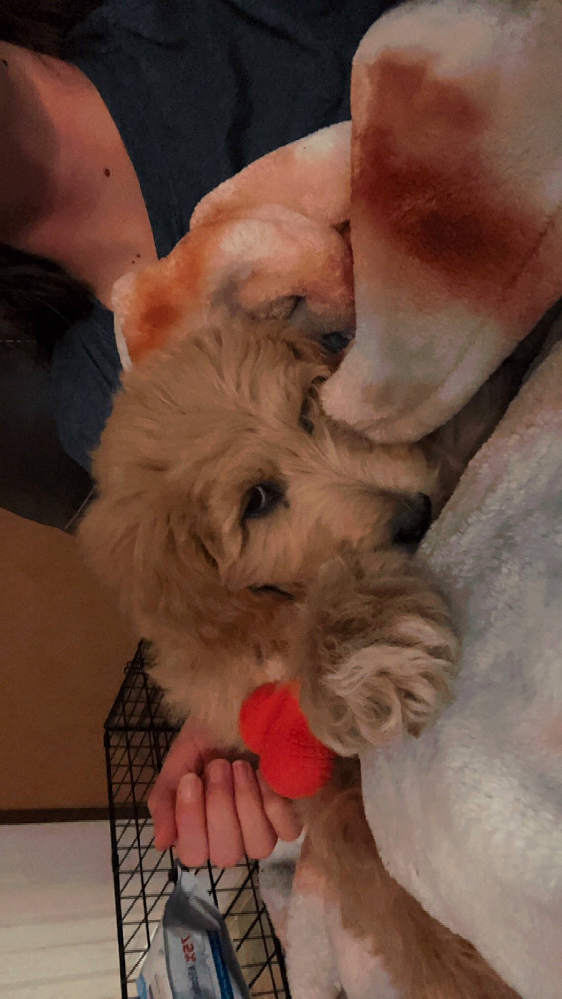 Bruno joined the competition — help win amazing prizes! carnivore, companion_dog, dog, dog_breed, fawn, felidae, foot, fur, gesture, labradoodle, nail, paw, poodle, puppy_love, small_terrier, small_to_medium_sized_cats, snout, sporting_group, terrier, toy_dog