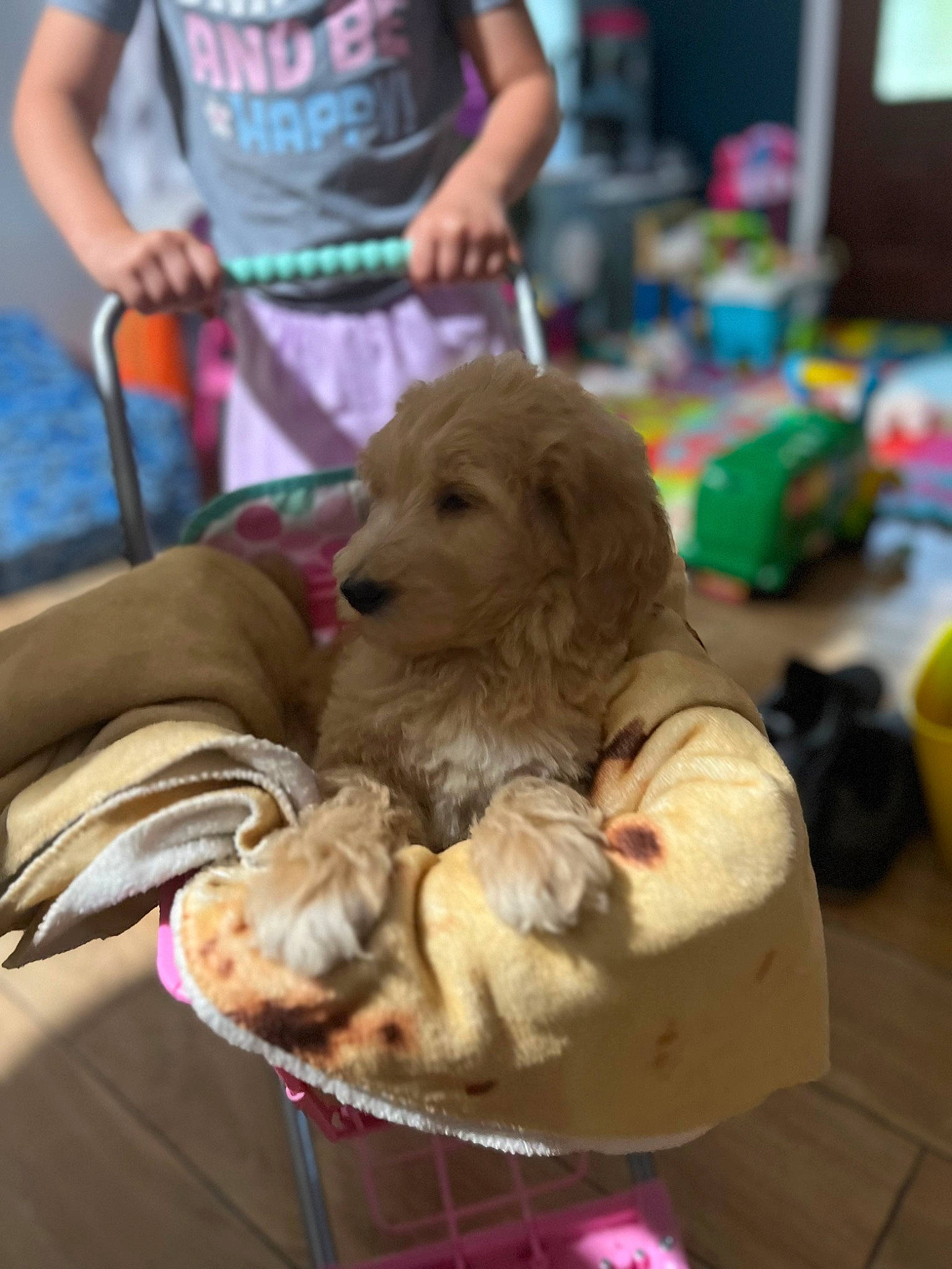 Bruno joined the competition — help win amazing prizes! canidae, carnivore, chair, companion_dog, dog, dog_breed, dog_supply, event, fawn, fur, liver, puppy, retriever, shorts, snout, spaniel, sporting_group, toy_dog, working_animal