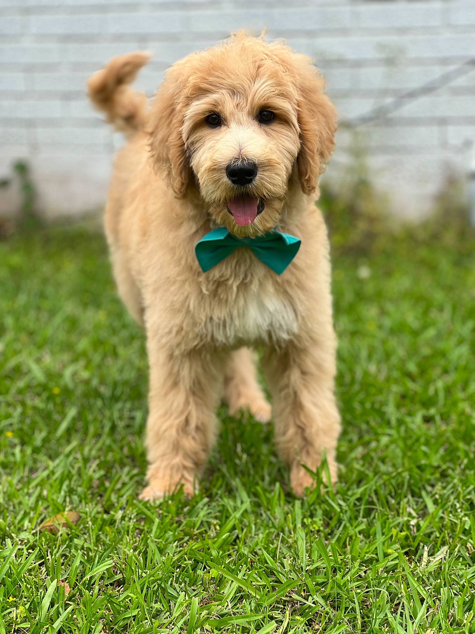 Bruno joined the competition — help win amazing prizes! canidae, carnivore, collar, companion_dog, dog, dog_breed, dog_collar, dog_supply, fur, grass, liver, snout, spaniel, sporting_group, tail, terrestrial_animal, terrier, toy_dog, water_dog, working_animal