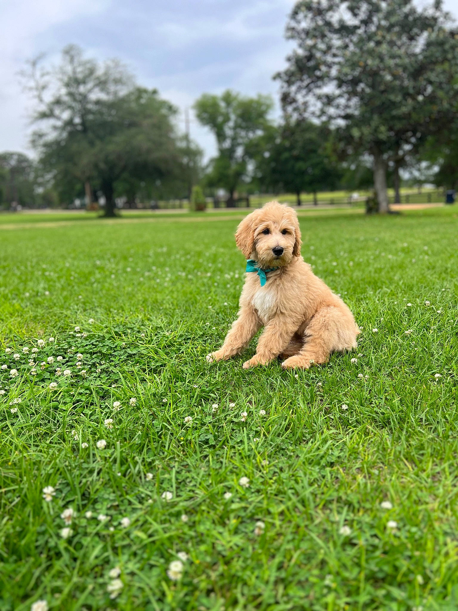 Bruno joined the competition — help win amazing prizes! carnivore, cloud, companion_dog, dog, dog_breed, fawn, grass, grassland, happy, lawn, mammal, people_in_nature, plant, poodle, sky, toy, toy_dog, tree, vertebrate, working_animal