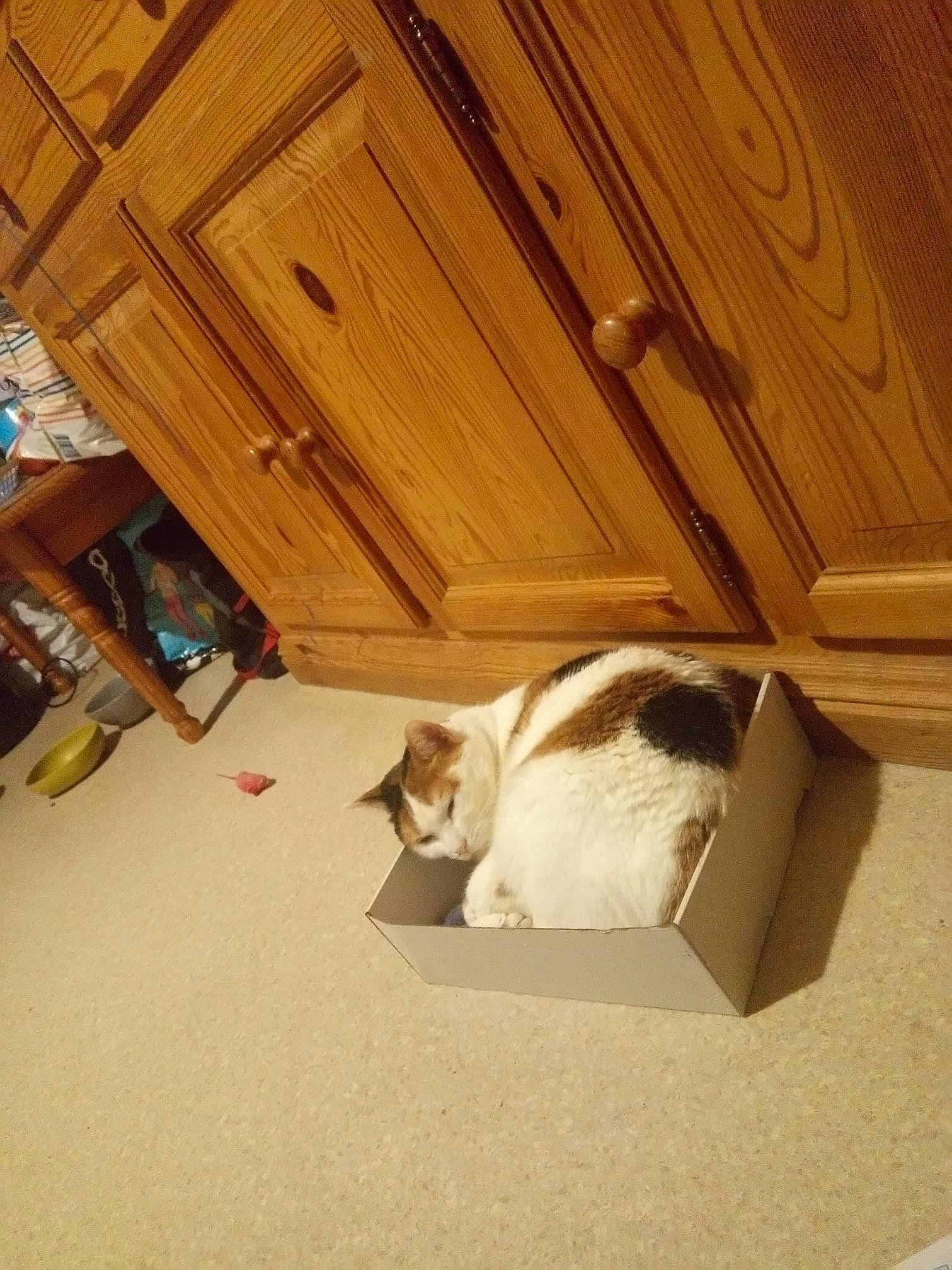Vanille participe au concours pour gagner de l'argent avec cette photo : cardboard, carnivore, cat, ceiling, fawn, felidae, floor, flooring, hardwood, room, small_to_medium_sized_cats, wood