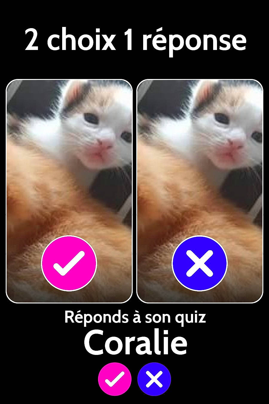 Vanille a rejoint le concours — aidez-le/la à gagner de superbes lots ! asian, carnivore, cat, european_shorthair, eye, felidae, font, gesture, humour, internet_meme, kitten, ojos_azules, paw, photo_caption, photography, polydactyl_cat, small_to_medium_sized_cats, snout, whiskers