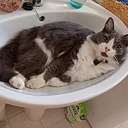 Canicule participe au concours pour gagner de l'argent avec cette photo : bathmat, bathroom, cat, collar, container, cute, domestic, floor, fluffy, fur, glass, gray, indoor, paw, pet, relaxed, sink, tail, tile, white
