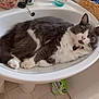 bathmat, bathroom, cat, collar, container, cute, domestic, floor, fluffy, fur, glass, gray, indoor, paw, pet, relaxed, sink, tail, tile, white