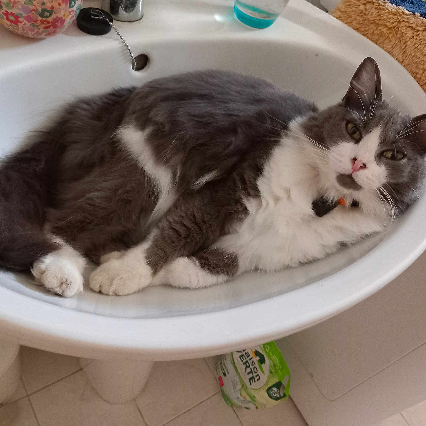 Canicule participe au concours pour gagner de l'argent avec cette photo : bathmat, bathroom, cat, collar, container, cute, domestic, floor, fluffy, fur, glass, gray, indoor, paw, pet, relaxed, sink, tail, tile, white