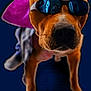 dog, sunglasses, cape, brown_dog, pet, animal, closeup, portrait, reflection, indoor, costume, funny, cool, fashion, mammal, looking_at_camera, cute, domestic_animal, wearing_accessory, face